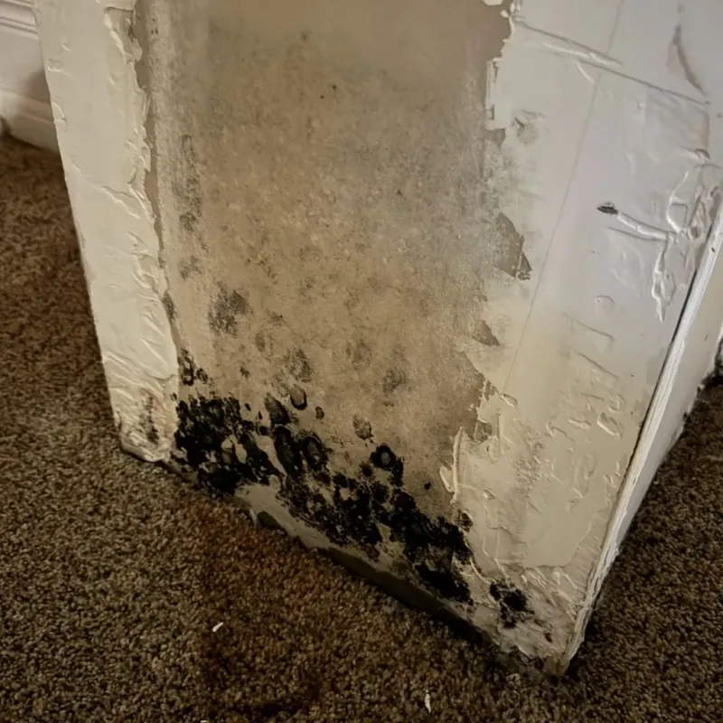 Professional Mold Removal in Fort Smith, AR